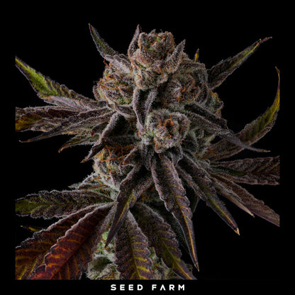 Compound Genetics - PURPLE PRESERVES - Feminized