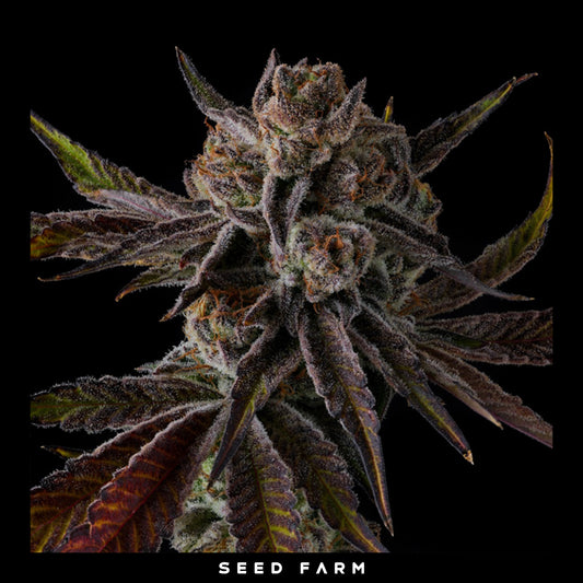 Compound Genetics - PURPLE PRESERVES - Feminized