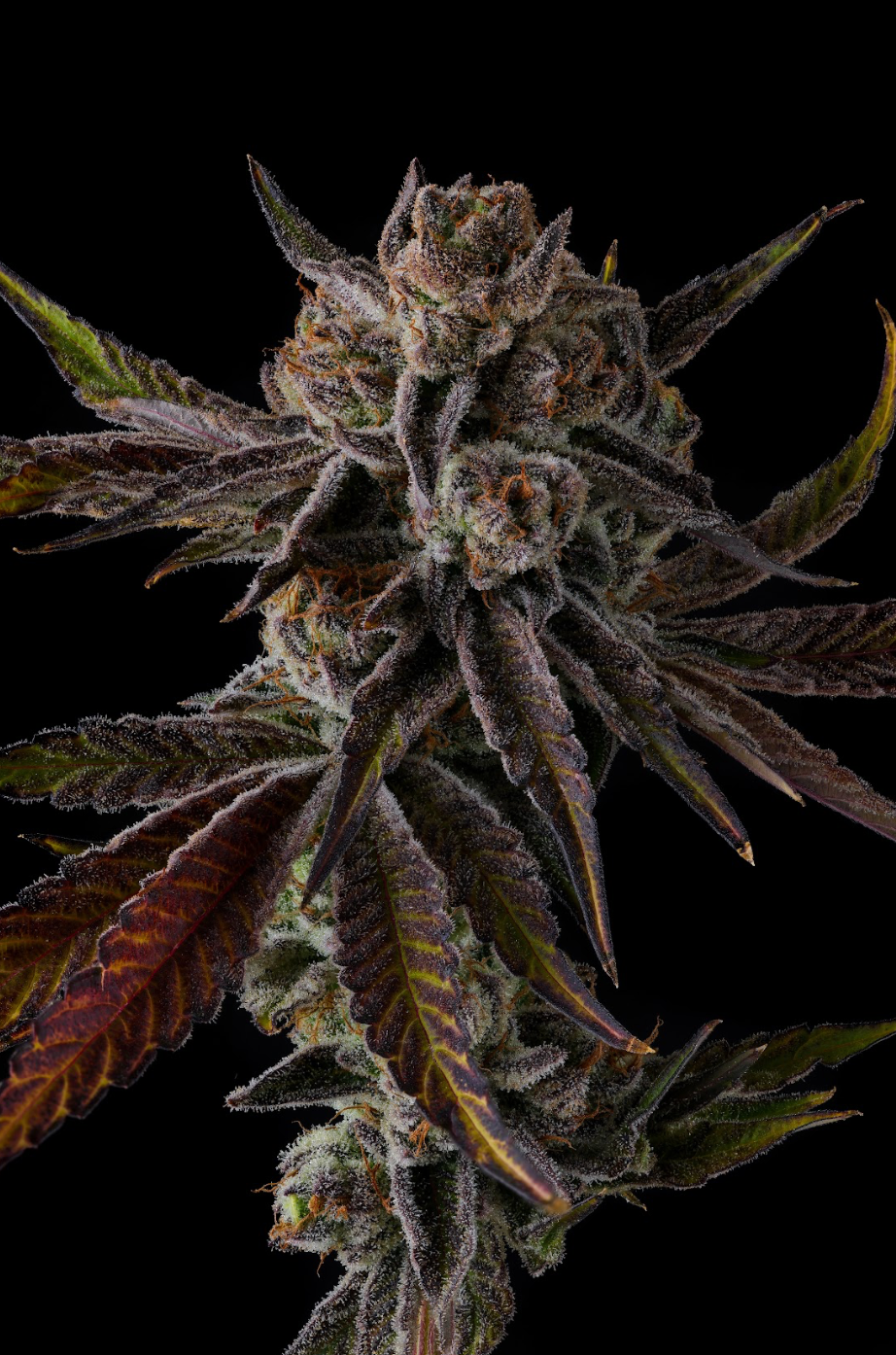 Compound Genetics - PURPLE PRESERVES - Feminized