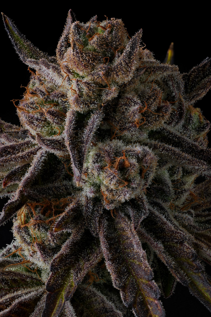 Compound Genetics - PURPLE PRESERVES - Feminized