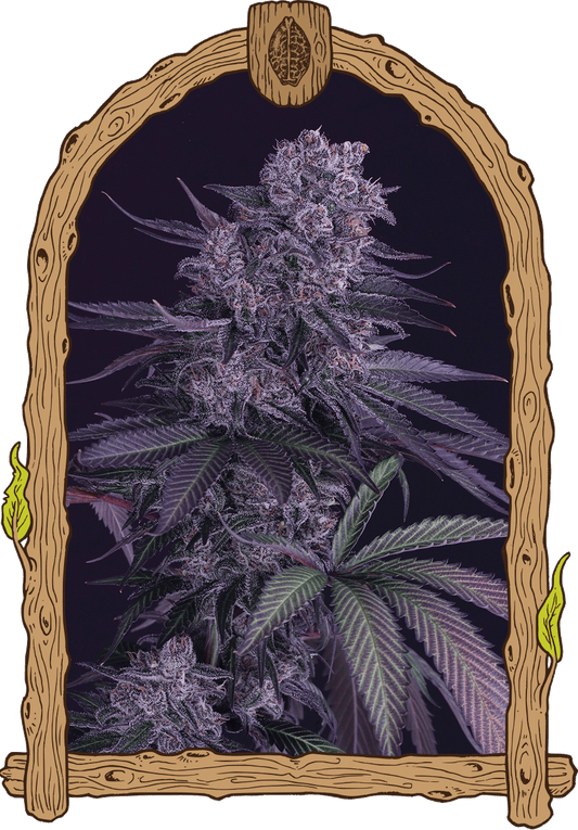Exotic Seed - QUICK BLACK LEMON - Feminized