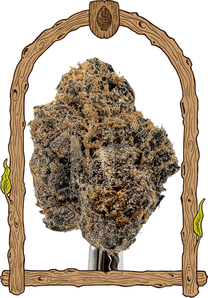Exotic Seed - QUICK BLACK LEMON - Feminized