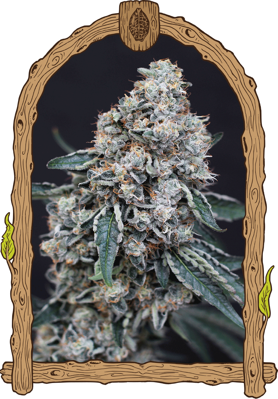 Exotic Seed - QUICK WASH - Feminized