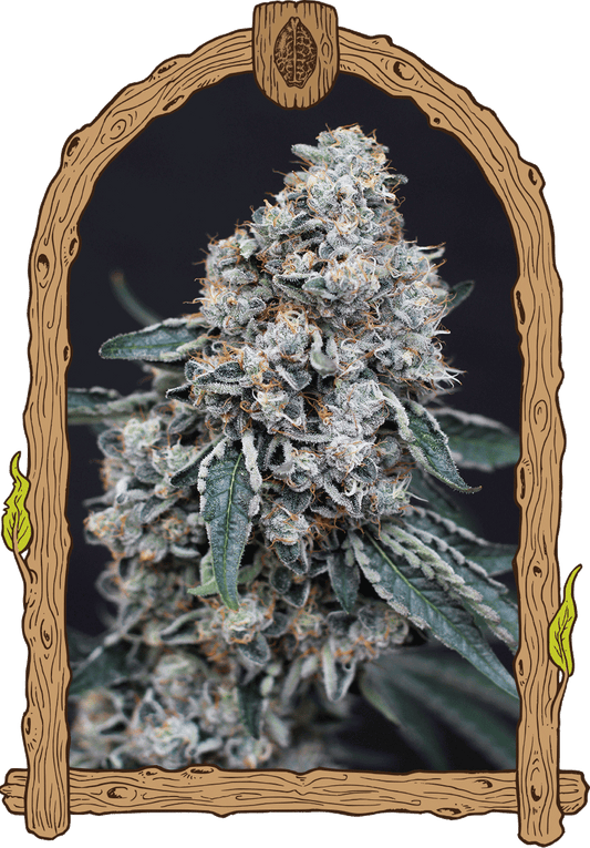 Exotic Seed - QUICK WASH - Feminized