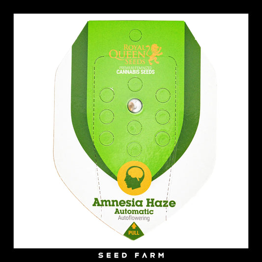 Royal Queen Seeds Amnesia Haze, automatic Cannabis Samen, Vorderansicht