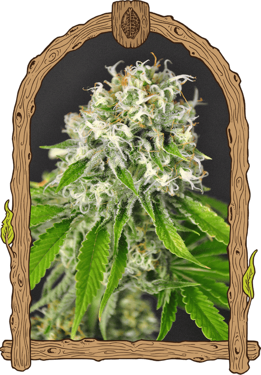 Exotic Seed - EXOTIC RUNTZ - Feminized