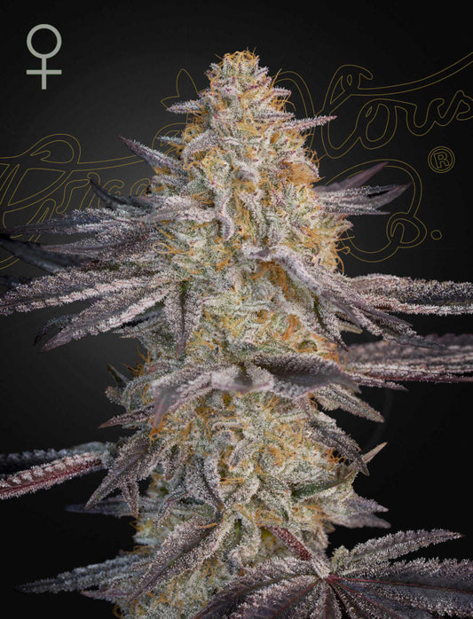 Green House Seed - SUPER LEMON HAZE x RS11 - Feminized - 3 Seeds