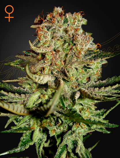 Green House Seed - SUPER BUD - Feminized