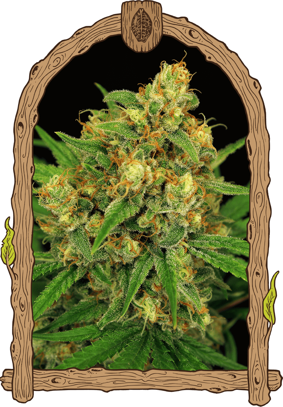 Exotic Seed - TANGERINE KUSH - Regular  - 10 Seeds