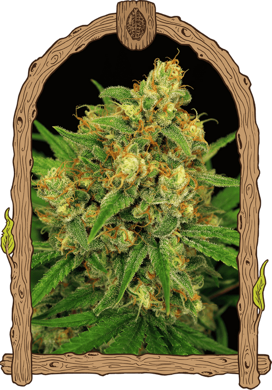 Exotic Seed - TANGERINE KUSH - Regular  - 10 Seeds