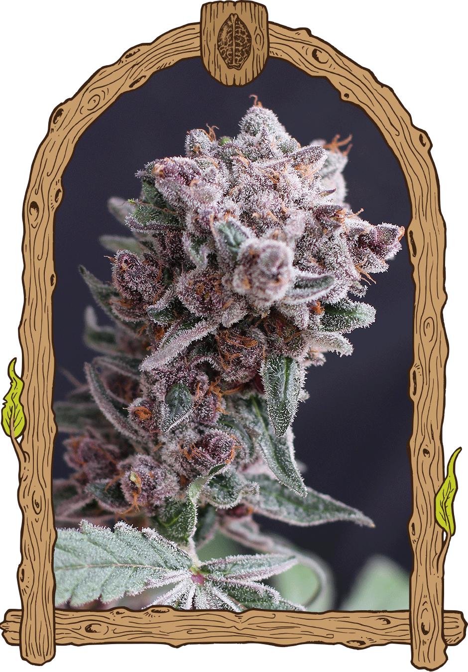Exotic Seed - TANGIE SMASHER - Automatic