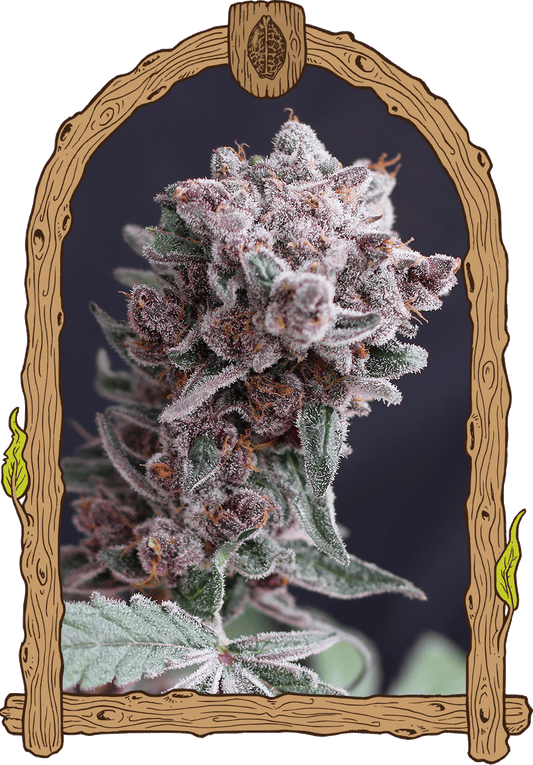 Exotic Seed - TANGIE SMASHER - Automatic