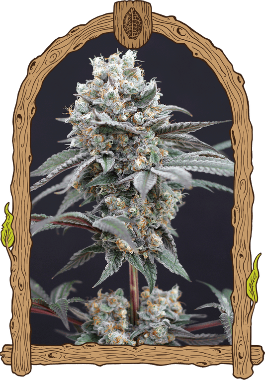 Exotic Seed - THE CLASH - Feminized