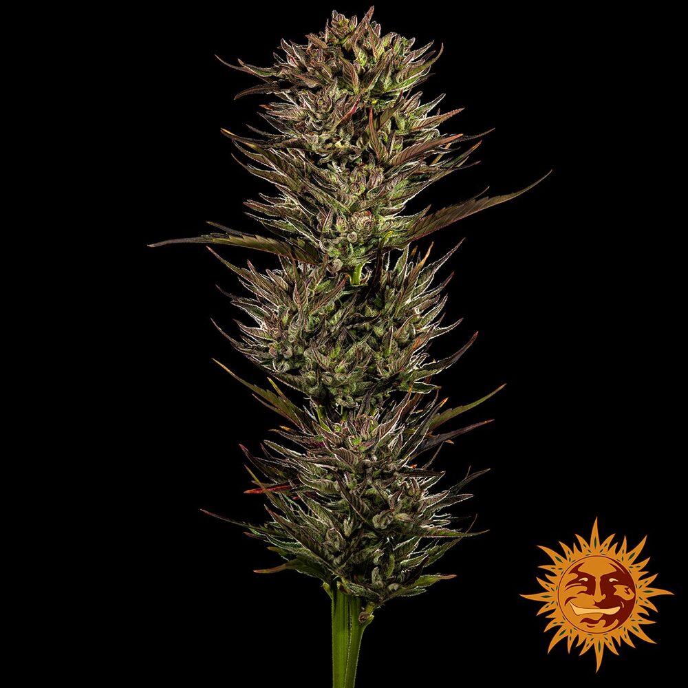 Barney's Farm - THIN MINT X SOUR PINOT - Automatic