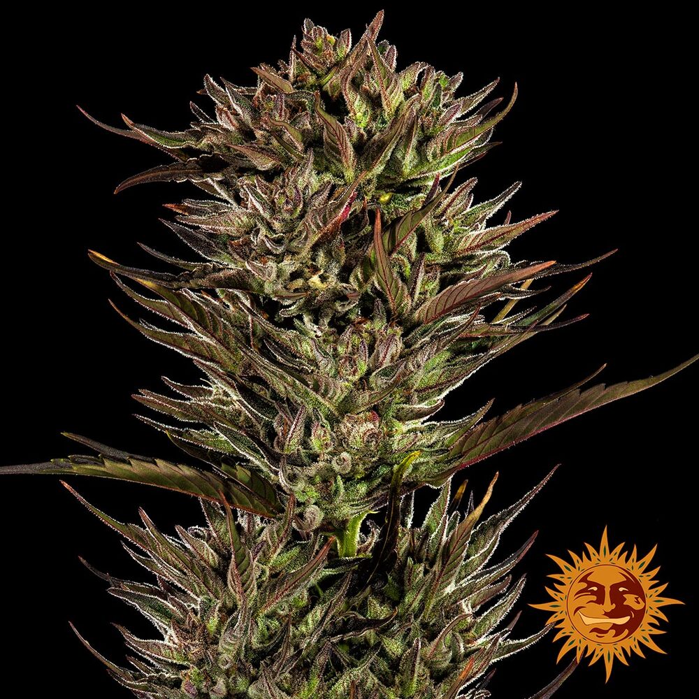 Barney's Farm - THIN MINT X SOUR PINOT - Automatic