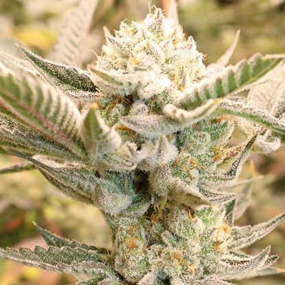 Terphogz - TROPICAL ZMOOTHIE - Regular - 10 Seeds