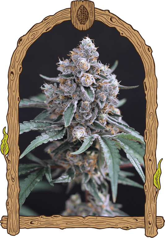 Exotic Seed - TURBO JUNKY - Feminized