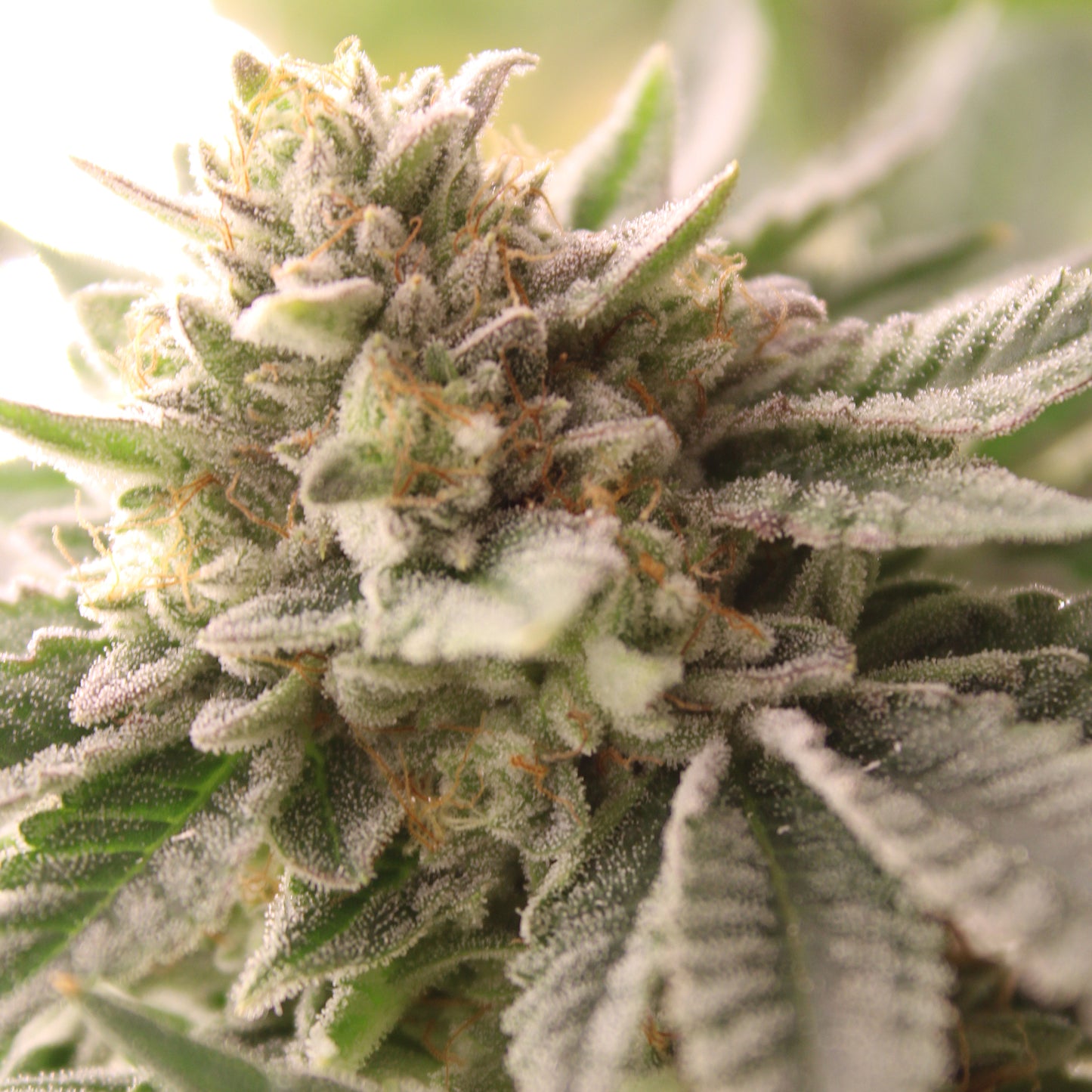 Terphogz - WATERMELON  Z 2.0 - Feminized - 10 Seeds