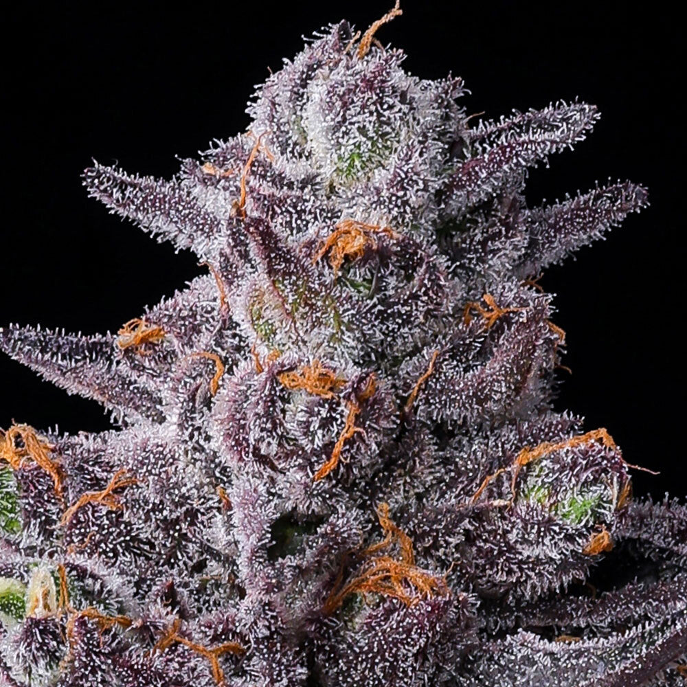 Barney's Farm - ZILLIONS  - Feminized - 3 Seeds
