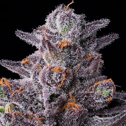 Barney's Farm - ZILLIONS  - Feminized - 3 Seeds