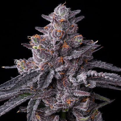 Barney's Farm - ZILLIONS  - Feminized - 3 Seeds