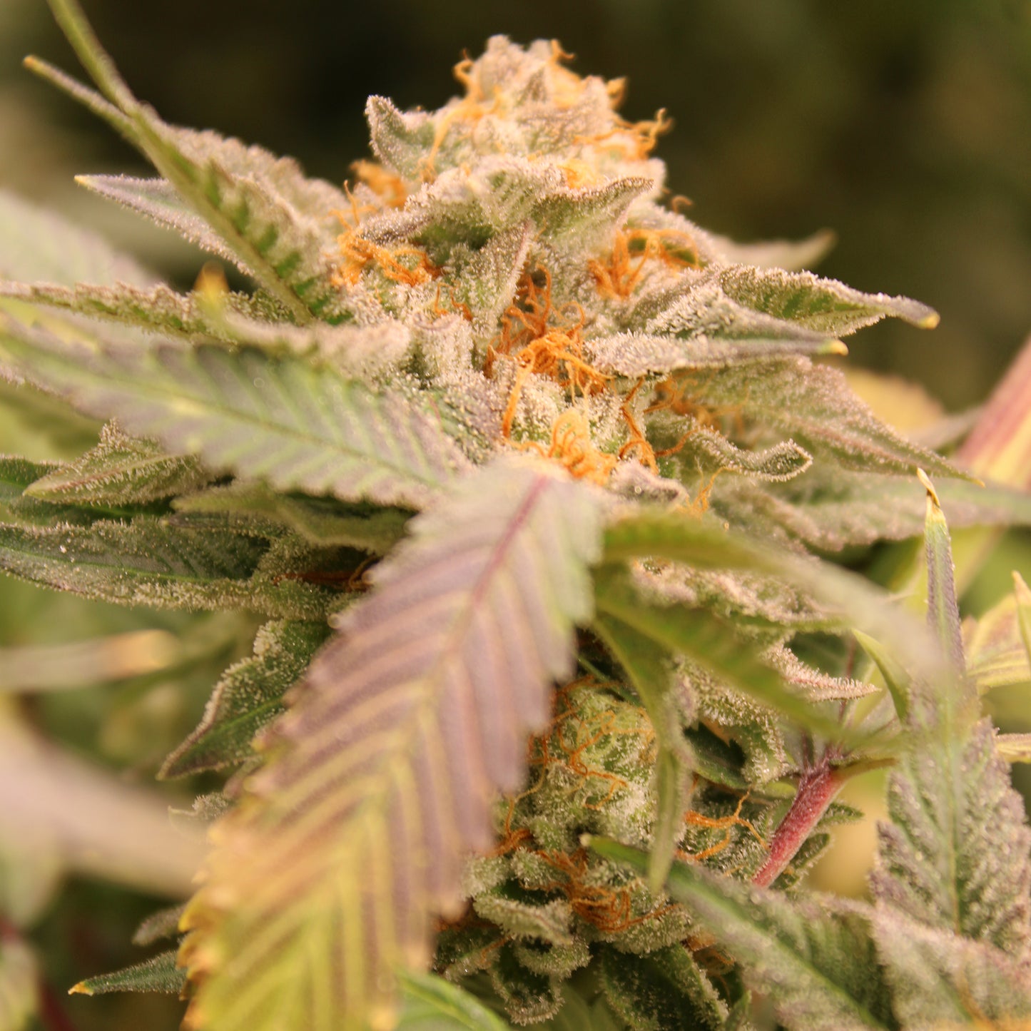 Terphogz - Z'LECTROLYTES - Feminized - 10 Seeds