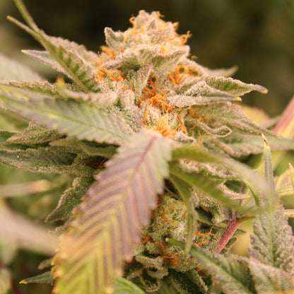 Terphogz - Z'LECTROLYTES - Feminized - 10 Seeds