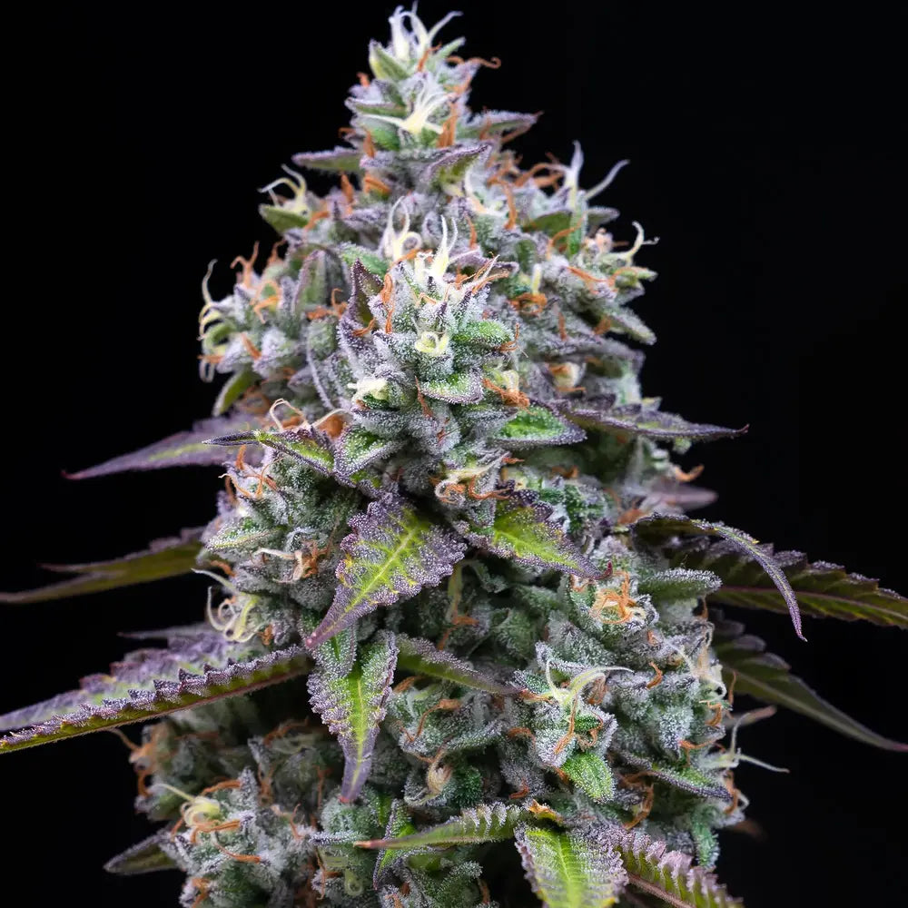 Barney's Farm - ZOAP  - Feminized - 3 Seeds