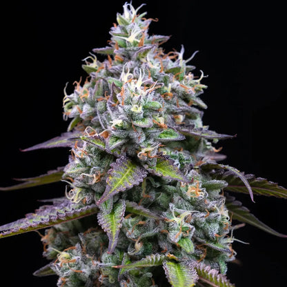 Barney's Farm - ZOAP  - Feminized - 3 Seeds