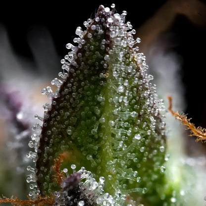 Barney's Farm - ZOAP  - Feminized - 3 Seeds