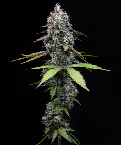 Barney's Farm - ZOAP  - Feminized - 3 Seeds