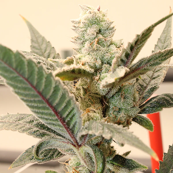 Terphogz - HONEY BANANA ZUAVA - Feminized - 10 Seeds