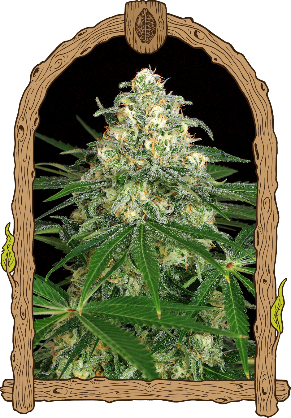 Exotic Seed - Z&Z - Automatic