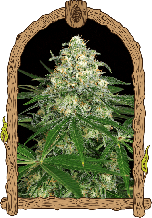 Exotic Seed - Z&Z - Automatic